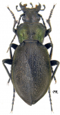 Carabus (Mesocarabus) problematicus islandicus Lindroth, 1968