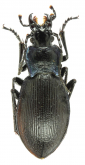 Carabus (Mesocarabus) problematicus planiusculus (as bepmalei Lapouge, 1904)