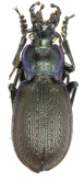Carabus (Mesocarabus) problematicus planiusculus (as navarrensis Breuning, 1933)