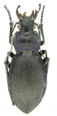 Carabus (Mesocarabus) problematicus planiusculus (as lagardei Mollard, 1996)