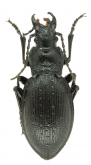 Carabus (Mesocarabus) problematicus planiusculus (as andorranus Lapouge, 1902)