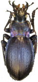 Carabus (Mesocarabus) riffensis Fairmaire, 1875 (as dominicae)