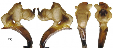 Carabus (Microplectes) convallium convallium Starck, 1889