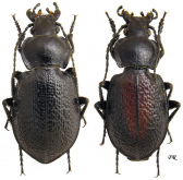 Carabus (Mimocarabus) maurus maurus Adams, 1817