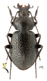 Carabus (Mimocarabus) maurus maurus (Adams, 1817)