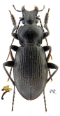 Carabus (Morphocarabus) aeruginosus aeruginosus Fischer, 1822