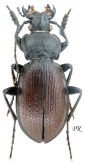 Carabus (Morphocarabus) aeruginosus aeruginosus (as salechardensis Obydov, 1999)