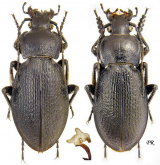 Carabus (Morphocarabus) aeruginosus zyrjanovskianus Shilenkov & O.Berlov, 1996