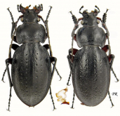 Carabus (Trachycarabus) besseri Fischer, 1822