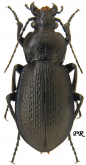 Carabus (Trachycarabus) estreicheri Fischer, 1822 (as jaegeri Ménétriés, 1827)