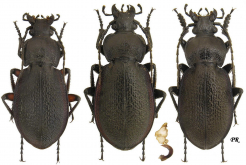 Carabus (Trachycarabus) estreicheri Fischer, 1822