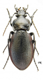 Carabus (Trachycarabus) estreicheri Fischer, 1822