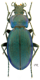 Carabus (Morphocarabus) excellens ciscarpathicus Müller A., Panin R. & Kanarskiy Yu., 2019