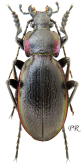 Carabus (Morphocarabus) helleri Ganglbauer, 1893  (as giuseppemuelleri Hildebrand, 1955)