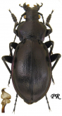 Carabus (Morphocarabus) helleri Ganglbauer, 1893 (as pseudopreyssleri Breuning, 1932)