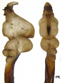 Carabus (Morphocarabus) helleri Ganglbauer, 1893 (as  pseudopreyssleri Breuning, 1932)