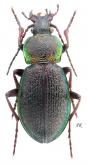 Carabus (Morphocarabus) henningi pelevini Obydov 2006