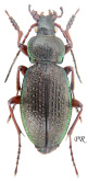 Carabus (Morphocarabus) henningi oviformis Beheim & Breuning, 1943