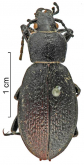 Carabus (Morphocarabus) hummeli stolidus Lapouge, 1924