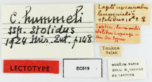 Carabus (Morphocarabus) hummeli stolidus Lapouge, 1924