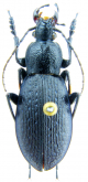 Carabus (Morphocarabus) hummeli cf pusongensis Imura, 1993