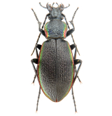 Carabus (Morphocarabus) hummeli smaragdulus Kraatz, 1878