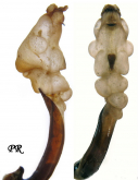 Carabus (Morphocarabus) illigeri illigeri (as tarensis Toševski, 1990)
