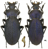 Carabus (Morphocarabus) illigeri illigeri (as bjelasnicensis Apfelbeck, 1902)