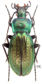 Carabus (Morphocarabus) illigeri simulator Kraatz, 1876