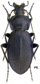 Carabus (Morphocarabus) illigeri versicolor Frivaldsky, 1835 (ab.)