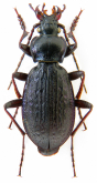 Carabus (Morphocarabus) kozhantschikovi kozhantschikovi Lutschnik, 1924