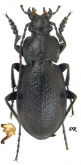 Carabus (Trachycarabus) latreillei latreillei Fischer, 1822