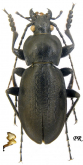 Carabus (Trachycarabus) latreillei ? semicoriaceus Kraatz, 1881