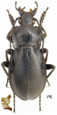 Carabus (Trachycarabus) mandibularis buchtarmensis Kryzhanovskij, 1953