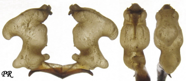 Carabus (Morphocarabus) mestscherjakovi mestscherjakovi Lutshnik, 1924