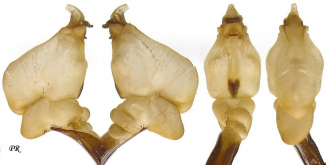 Carabus (Morphocarabus) monilis Fabricius, 1792 (as interpositus Géhin, 1880)