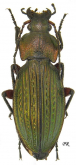 Carabus (Morphocarabus) monilis (as amoenus Baudet-Lafarge, 1836)