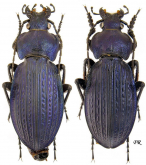 Carabus (Morphocarabus) monilis (as dupeuxi Deuve, 1974)