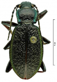 Carabus (Morphocarabus) odoratus chaffanjoni Lesne, 1898