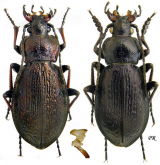 Carabus (Morphocarabus) odoratus odoratus Motschulsky 1844 (as melleus Lapouge, 1909)