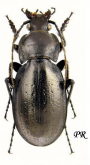 Carabus (Trachycarabus) planus campicola Reitter, 1896