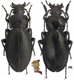 Carabus (Trachycarabus) planus planus Gehin, 1885