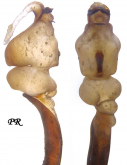 Carabus (Morphocarabus) praecellens jucundus Csiki, 1906 (as pseudojucundus Retezár, 1974)