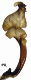 Carabus (Morphocarabus) praecellens jucundus Csiki, 1906 (as vertesensis Retezár, 1974)