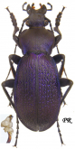 Carabus (Morphocarabus) praecellens trans scheidleri