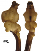 Carabus (Morphocarabus) praecellens praecellens Pillardi, 1825