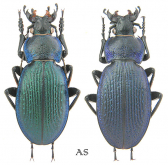 Carabus (Morphocarabus) regalis as cyanescens Kraatz, 1882, nec Sturm, 1815