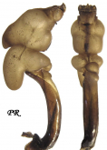 Carabus (Morphocarabus) rothi alutensis Savulescu, 1972