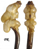 Carabus (Morphocarabus) rothi comptus (as szoerenyensis Csiki, 1908)