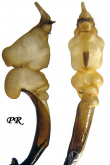 Carabus (Morphocarabus) rothi distinguendus (as bieneri Mandl, 1965)